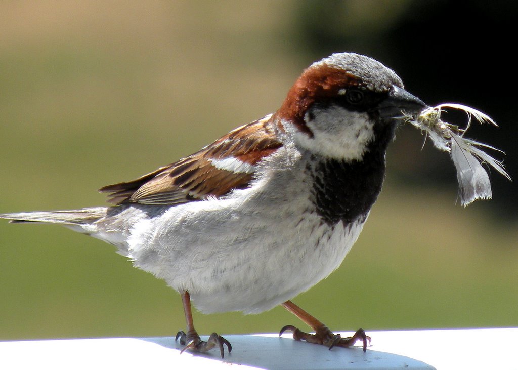 Male sparrow, collecting material to the nest by Spacebug