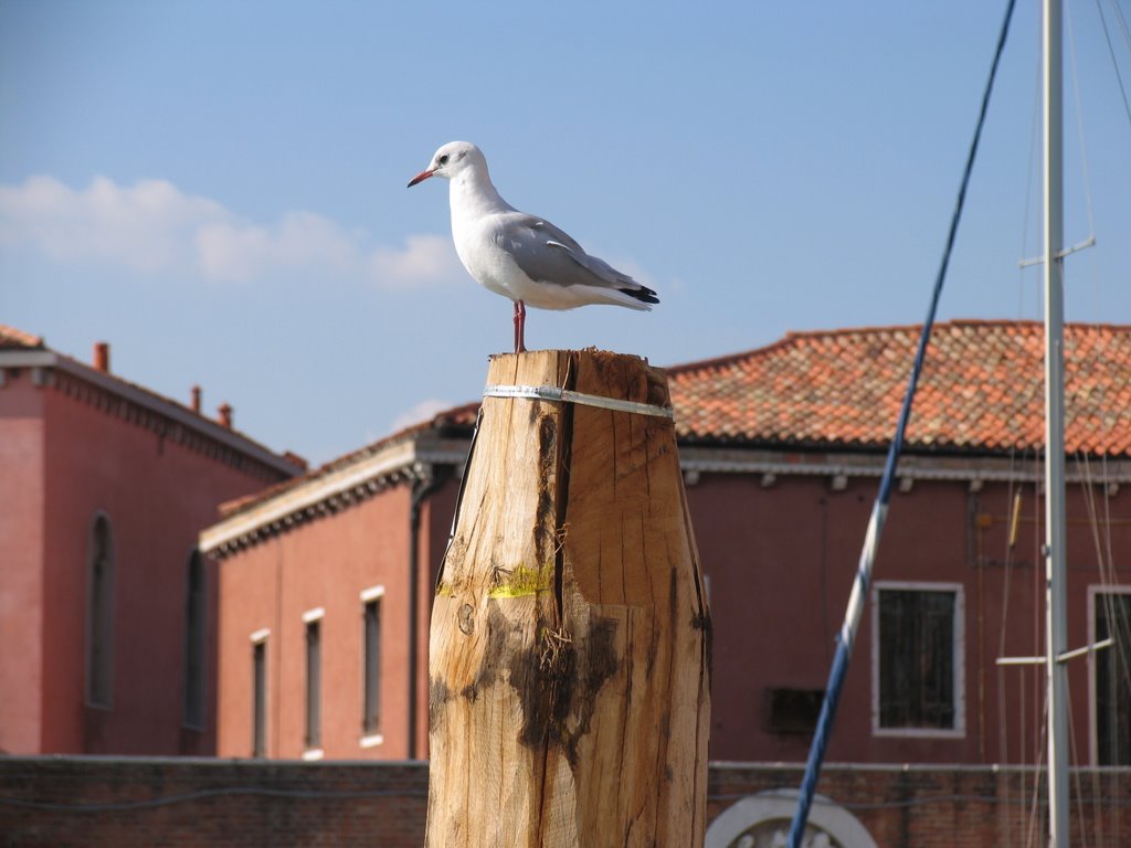 Could be anywhere :) in Venezia by Gábor Székely