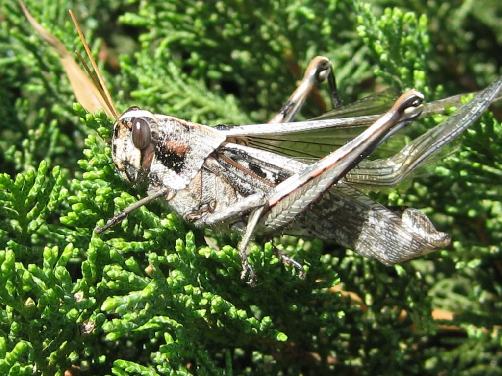 Grasshopper at huntington gardens by bernard.chen