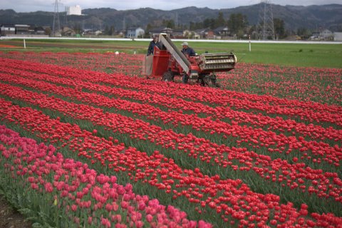 チューリップ畑 Harvest? by Windyy