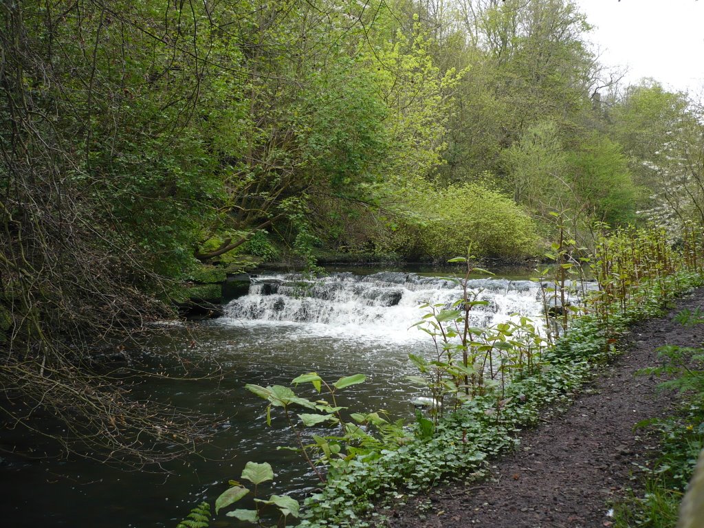 Jesmond Dene, 5/5/2008 by Thomas58