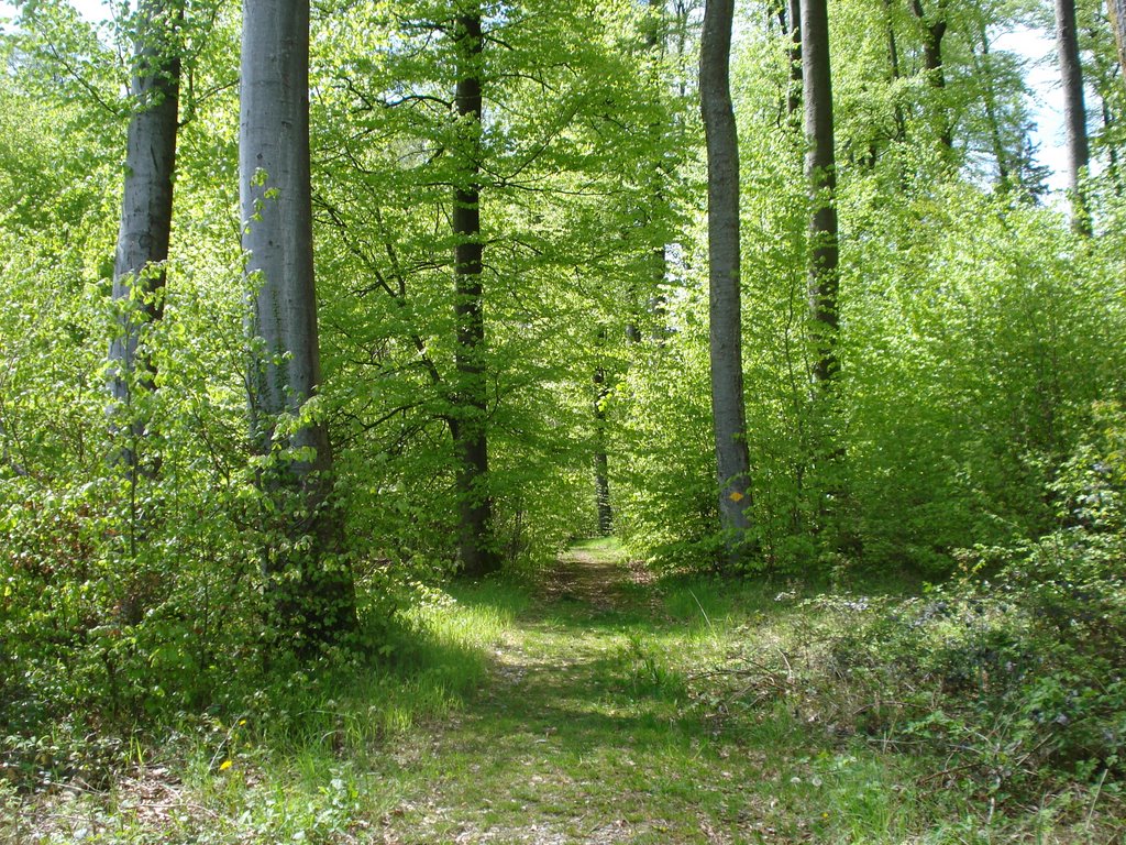 Zwischen Nürensdorf und Bassersdorf by Thomas Merz-Abt