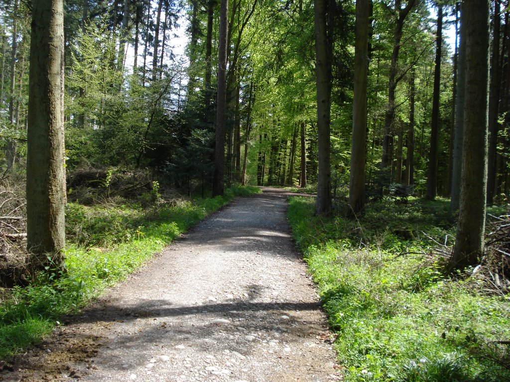 Wald bei Bassersdorf by Thomas Merz-Abt