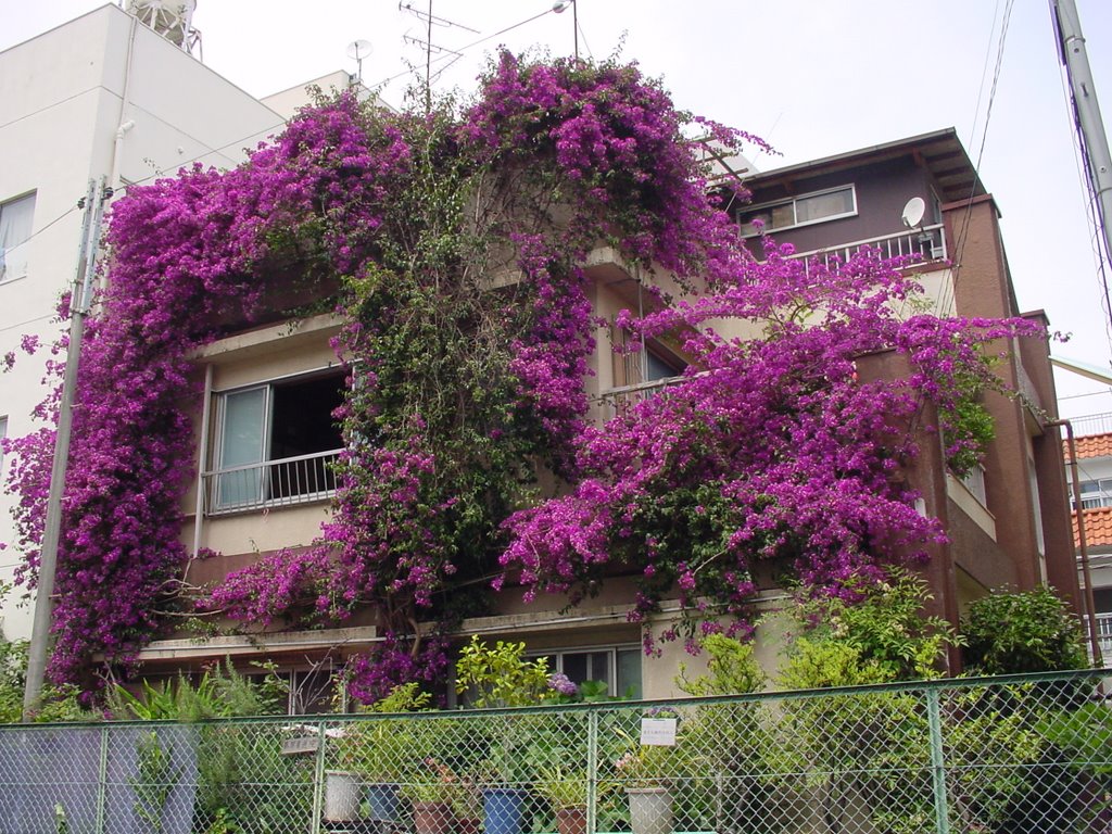 Bougainvillea by Fuji Miyuh