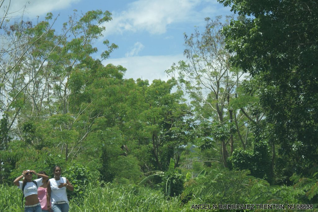 A TREE PARK ACROSS FRANKIE RUIZ by ANGEL N RODRIGUEZ