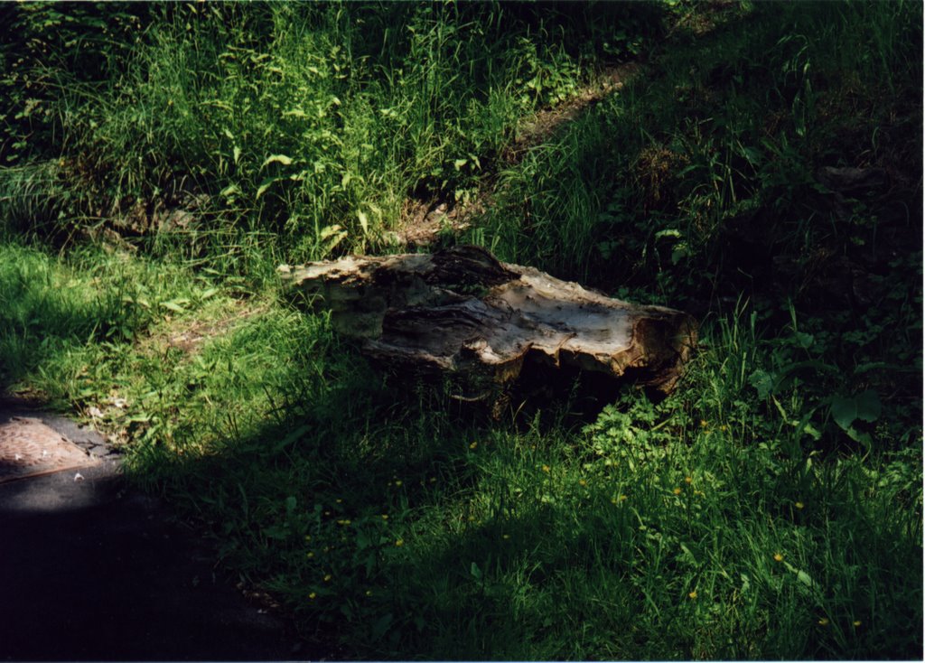 Tree Stump by Len Firewood