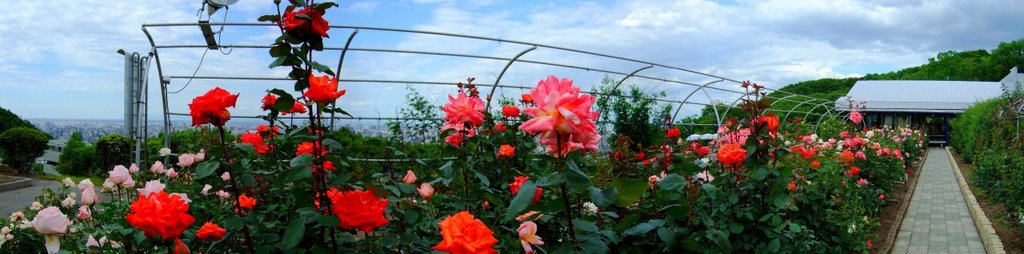 Chizaki rose garden by t-konno