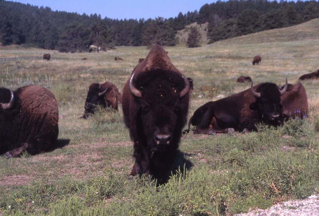 Bisonti al Custer state park by gio21