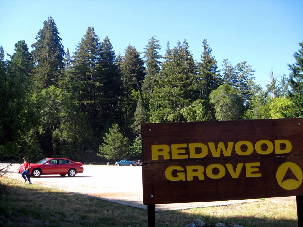 Henry Cowell Redwwods State Park by blibby