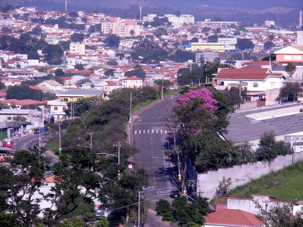 Ipê Roxo se destaca na Rua Dr. Jaime P. Uchôa, sentido Vila Hortolândia. by joao batista shimoto