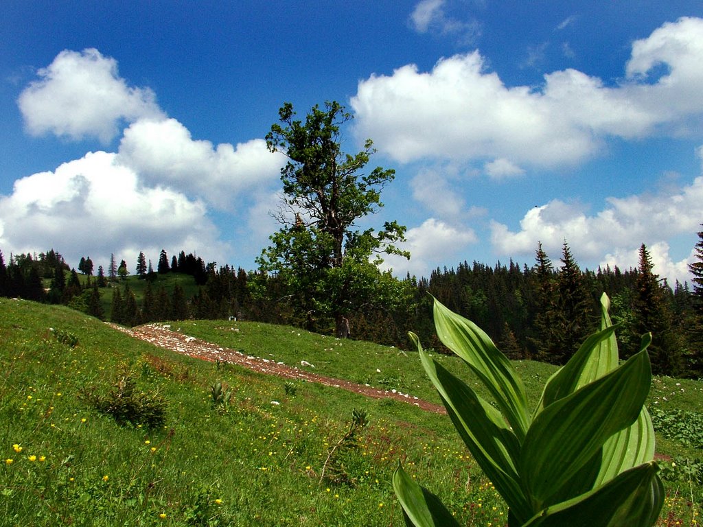 LEPA JAHORINA (Beautiful Jahorina ) by Srdjan Silbaski