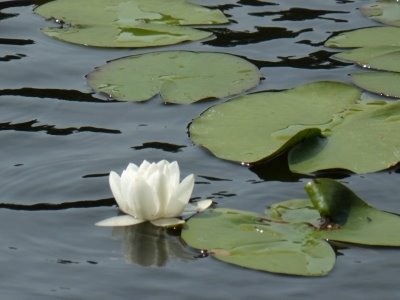 Water lily by Linda.Varzsak