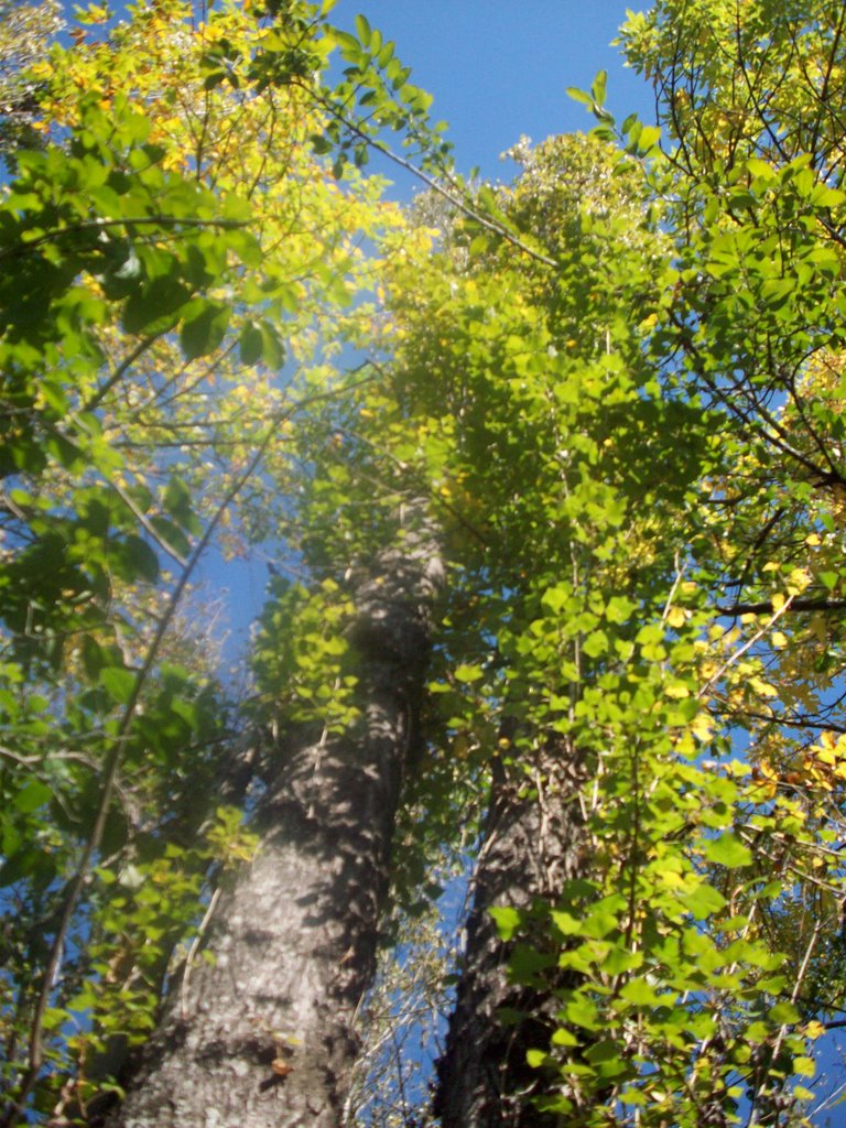 Arboles en el delta del Paraná by verarex