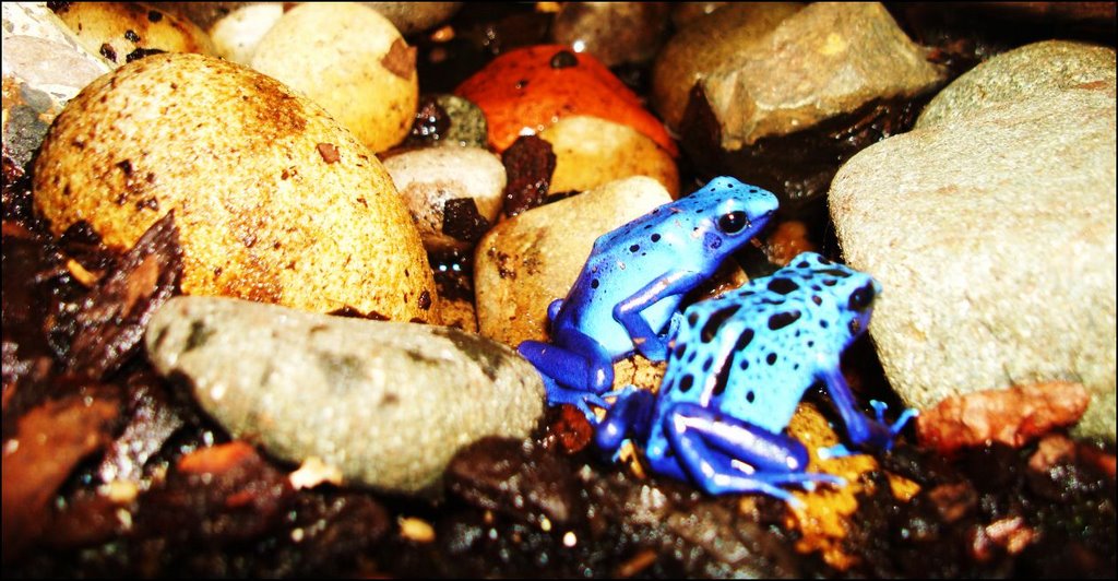 BLUE FROGS by Sarath Menon