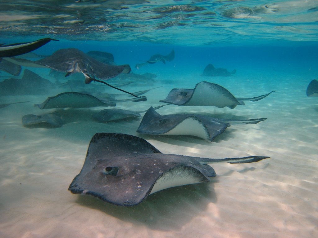 Stingrays @ Sandbar- Stingray City by mariasolha