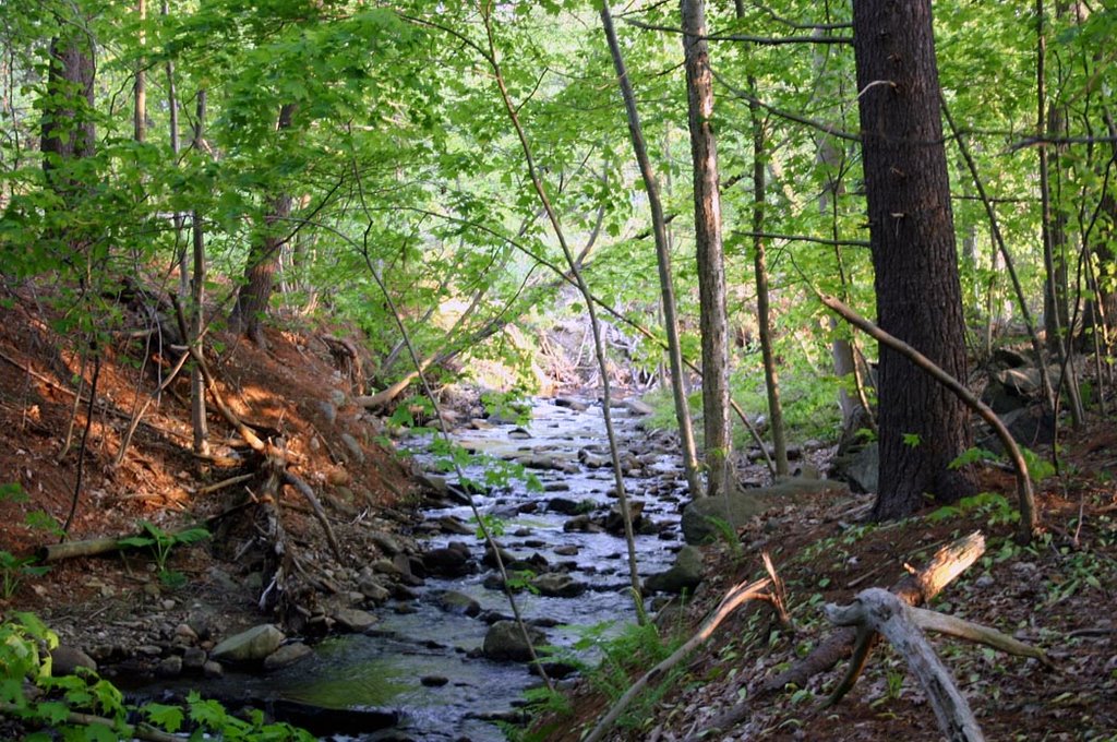 Shelton Trail by HAJEX