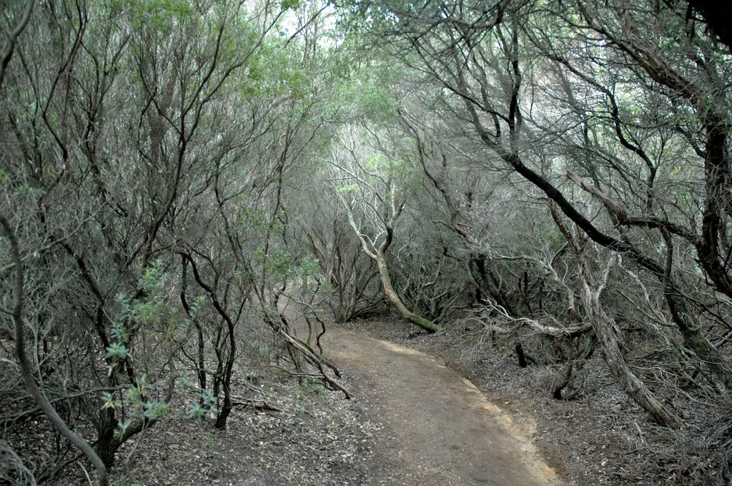 Cape Otway Lightstation area by James Steele