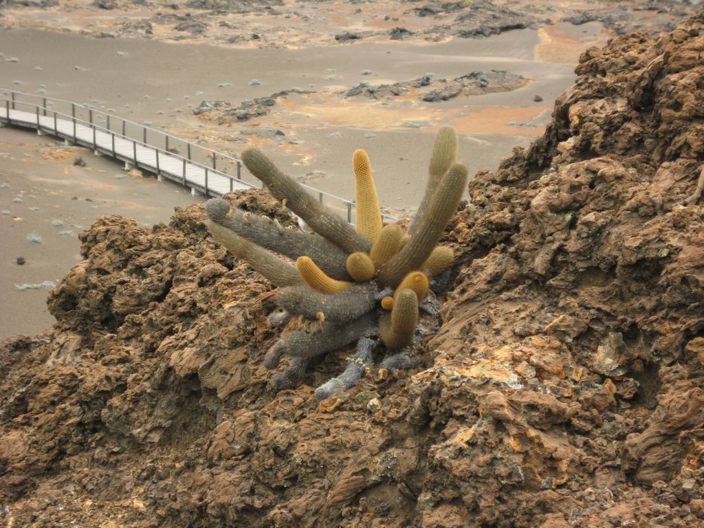 An endemic kind of lava cactus by mbethke-ecuador