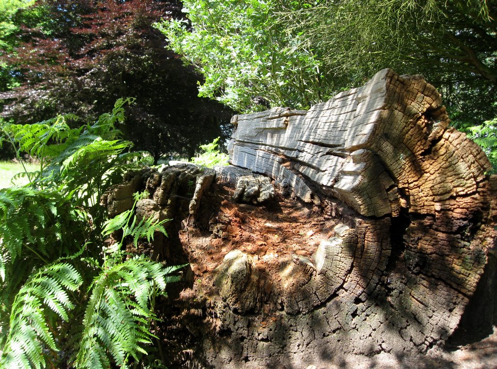 Old Log Seat, Windsor Great Park by Mike Richardson