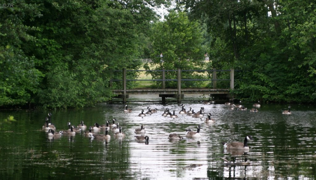 Gänse im Südpark, Düsseldorf by Juergen Roesener