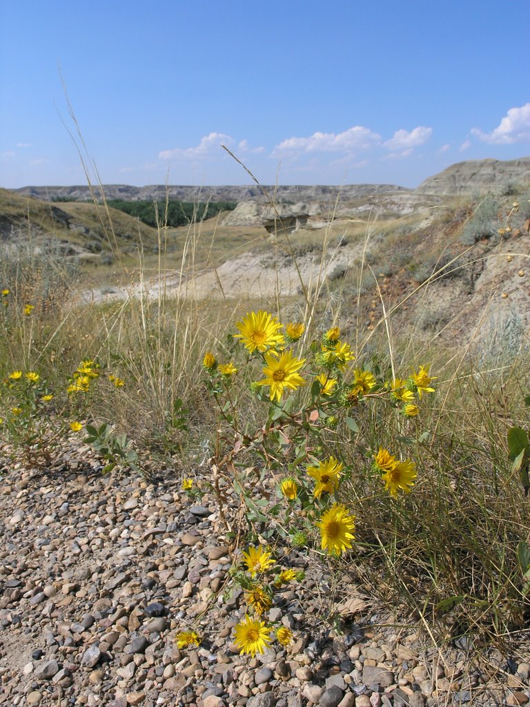 Dinosaur Provincial Park, Alberta, Canada. by Darren Roberts