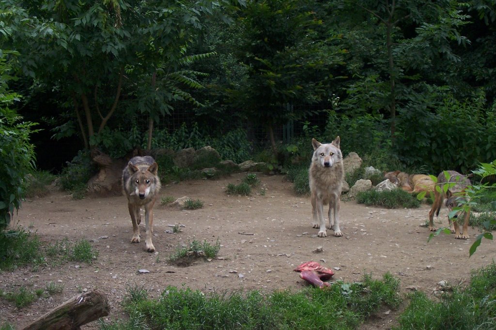 Maksimir Zoo by gerd j.