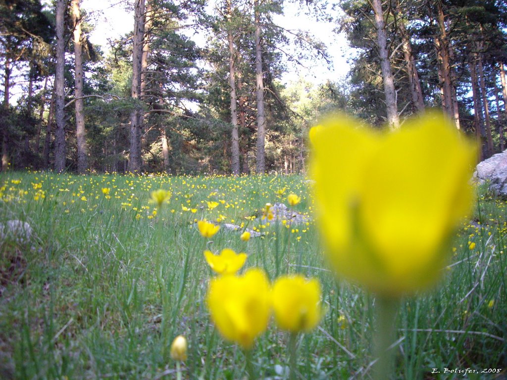 Flores amarillas / Yelow flowers by ebolufer