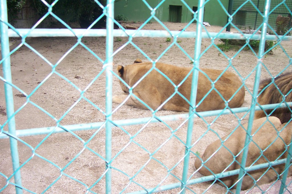 Lion in Maksimir Zoo by gerd j.