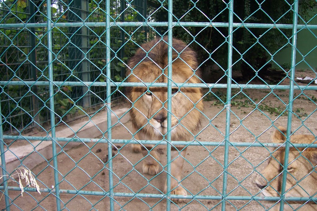 Lion in Maksimir Zoo by gerd j.