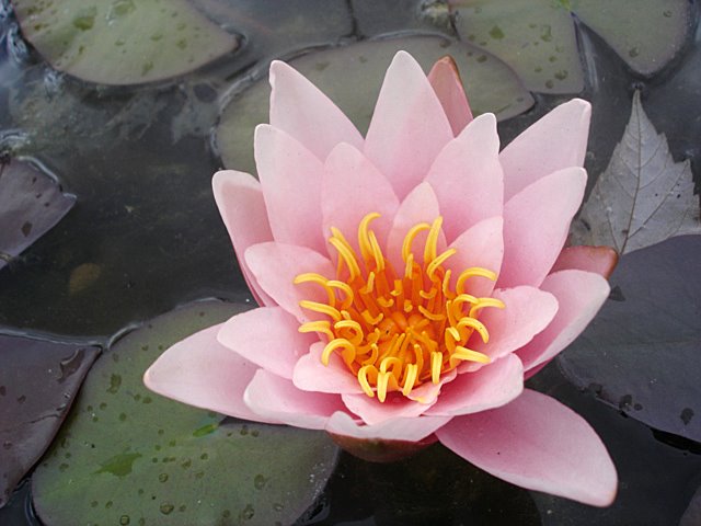 Waterlilly at Landes Gartenshau, Schleswig by Claus Brinch-Daniels…