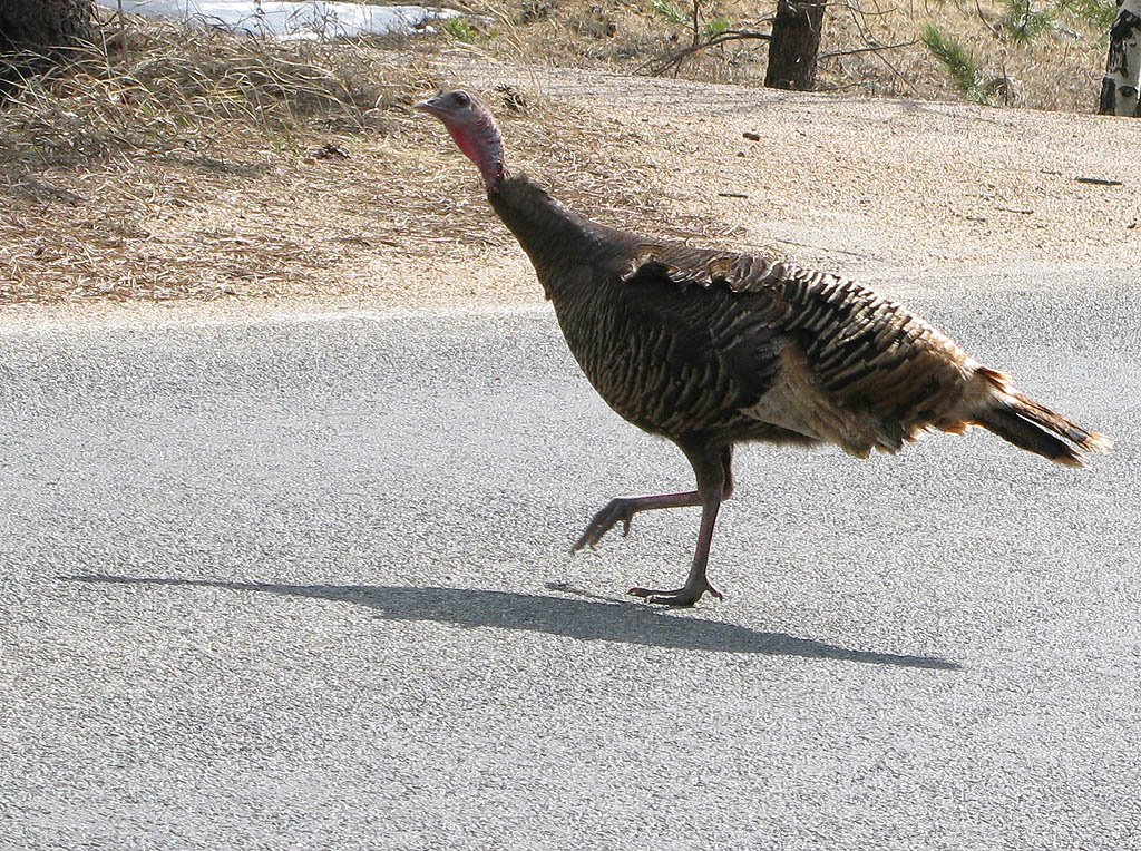 Wild turkey at Rocky Mtn NP by dandod