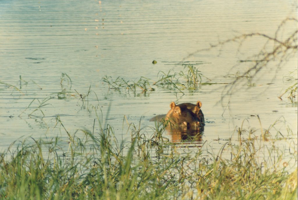 Hippo, Nsumu Pan, Mkuzi GR Jan-87 by Colin Summersgill