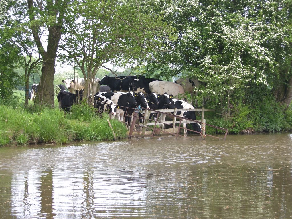 Quenching their thirst from the Llangollen Canal by Morgi