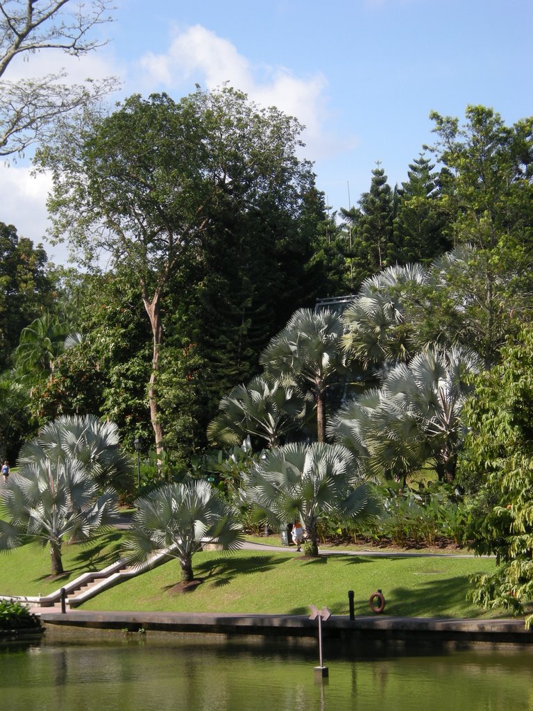 SINGAPORE, Botanic Gardens by cvogt