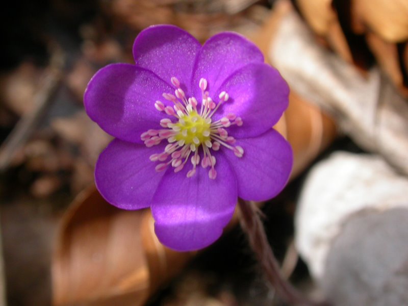 Anemone by Giuseppe Baldovin