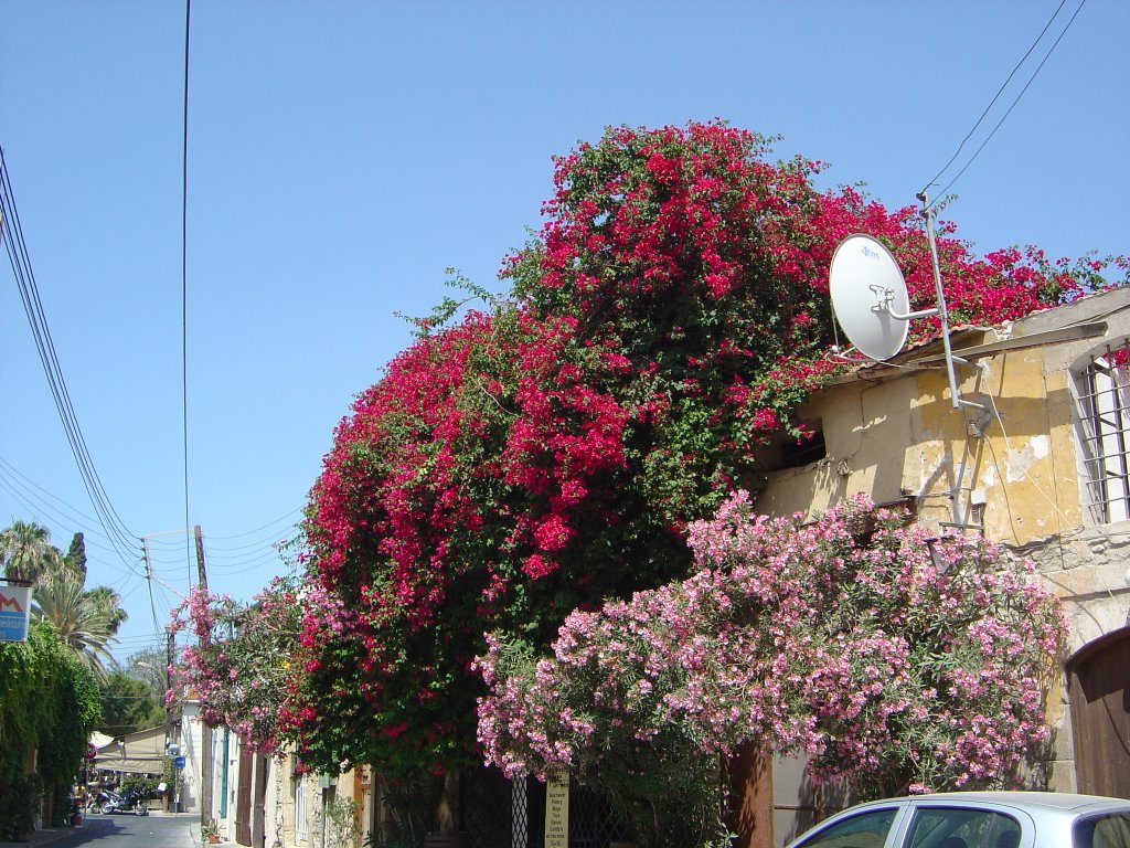 Limassol view near Great Mosque (Kebir) by Leslie Johnson