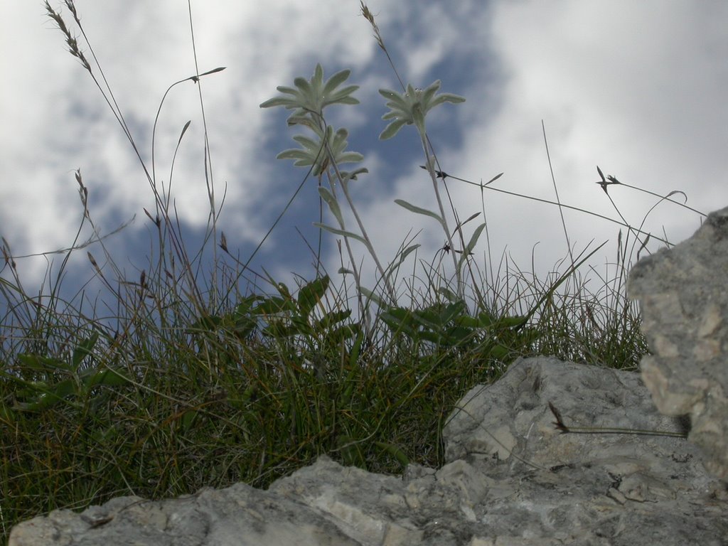 Stelle Alpine by Giuseppe Baldovin