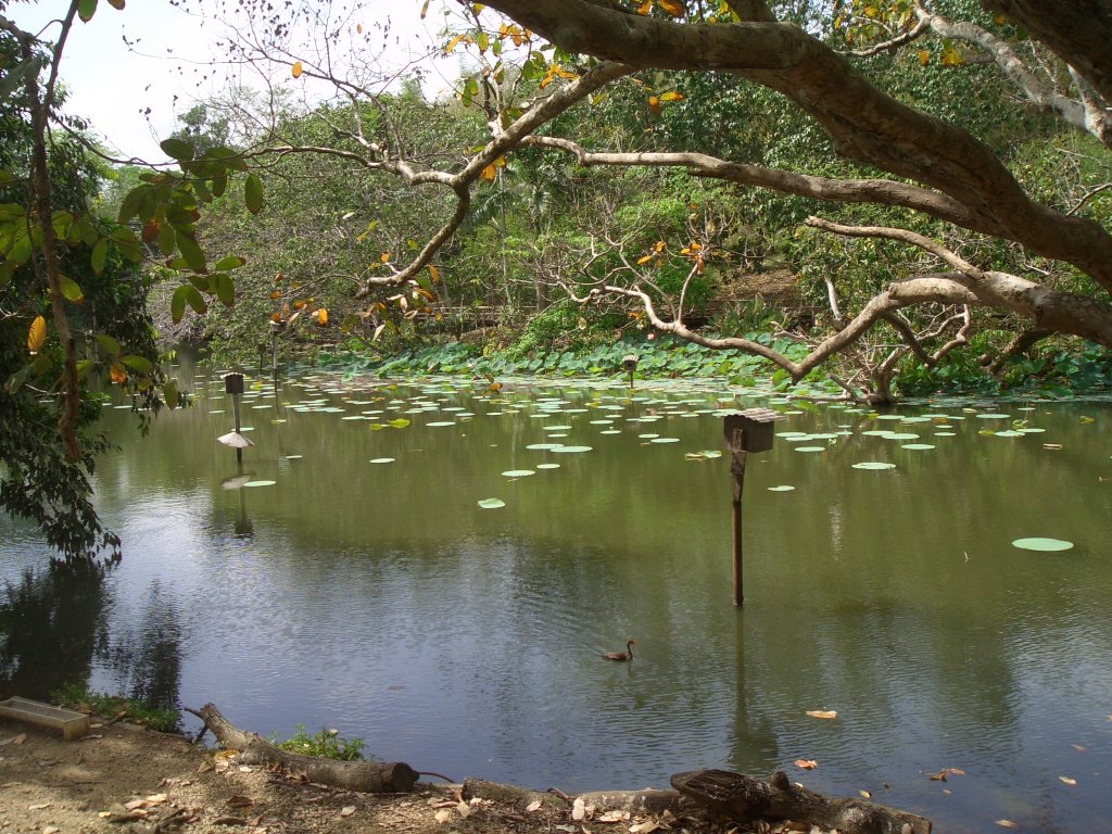 Pointe-a-Pierre Wildfowl Trust by Michael Grübner