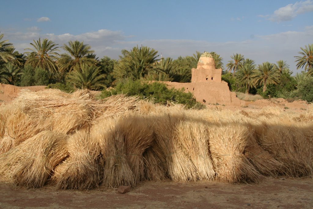 Moisson sud Maroc sur fond Marabout by Philippe Dupont