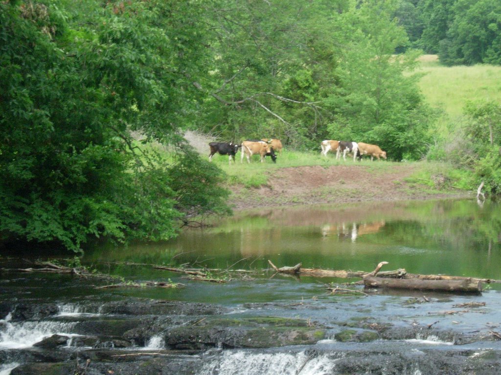 Cows by river by aaron 1