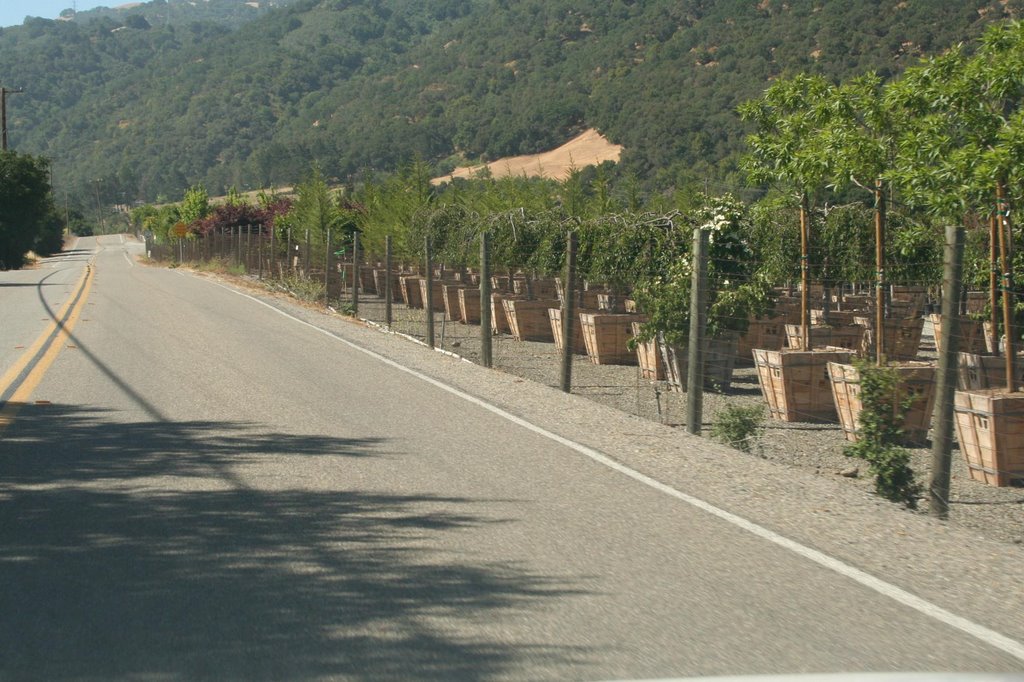 Calaveras Road, tree farm by Edward Rooks