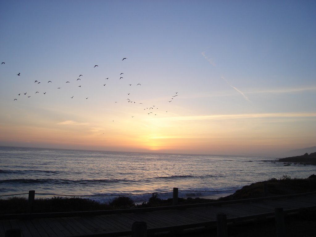 Cambria sunset with birds by Grider