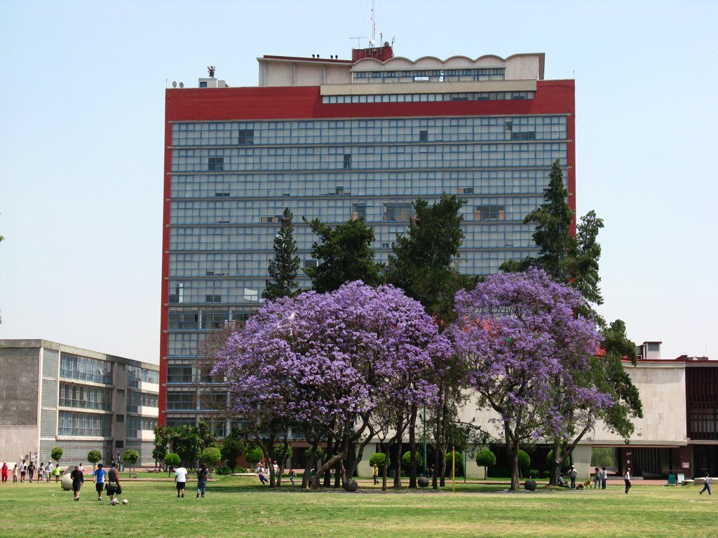 Jacarandas en CU by gussisaurio