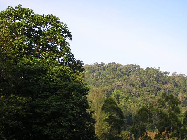 Botanical Garden, Penang by Jertee