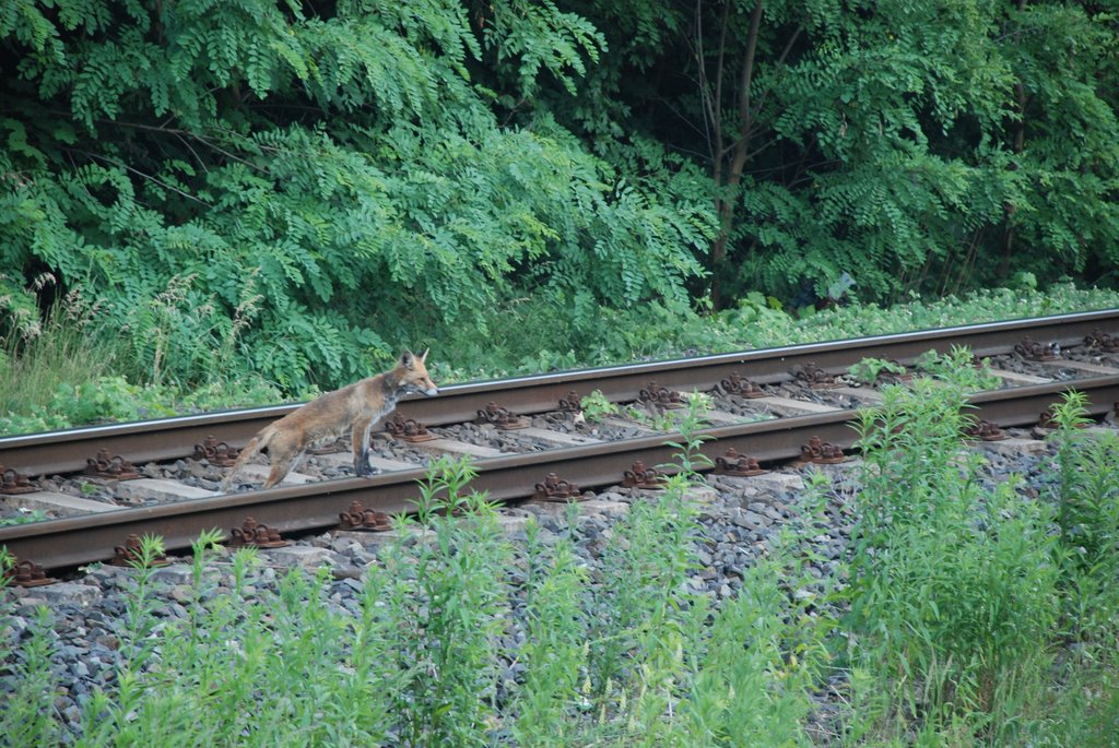 BErlin: a fox waiting for the S-bahn (metro) by fabrizio.reale