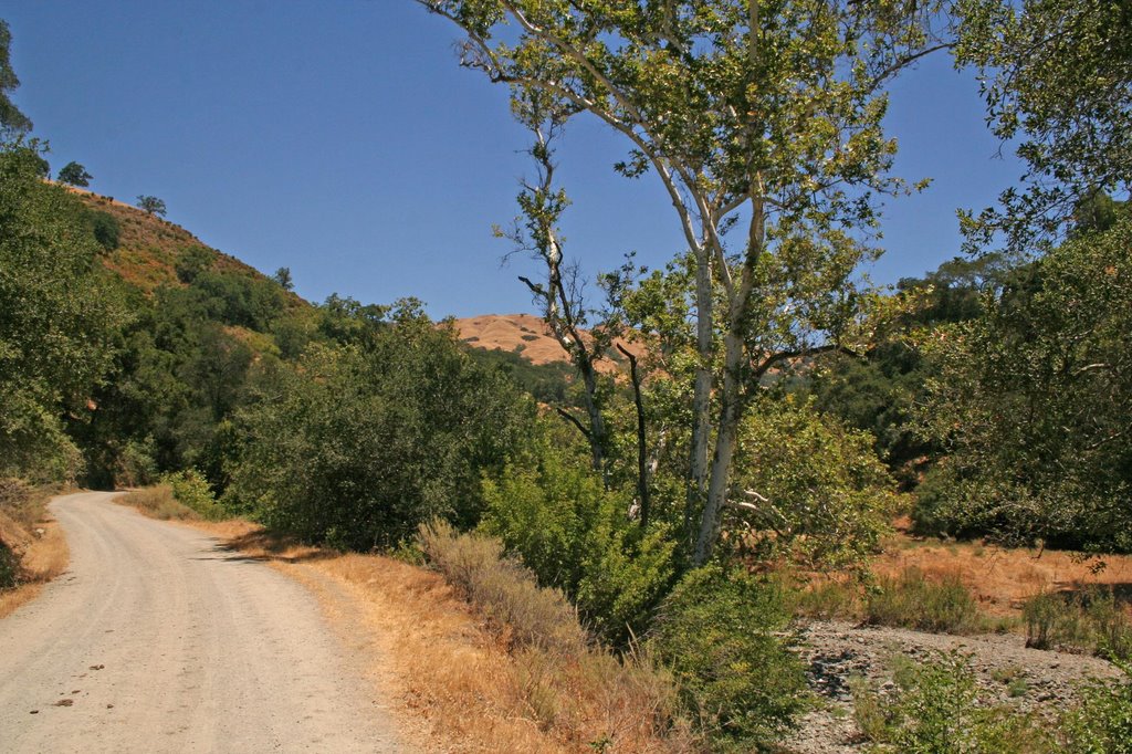 Camp Ohlone Trail by Edward Rooks