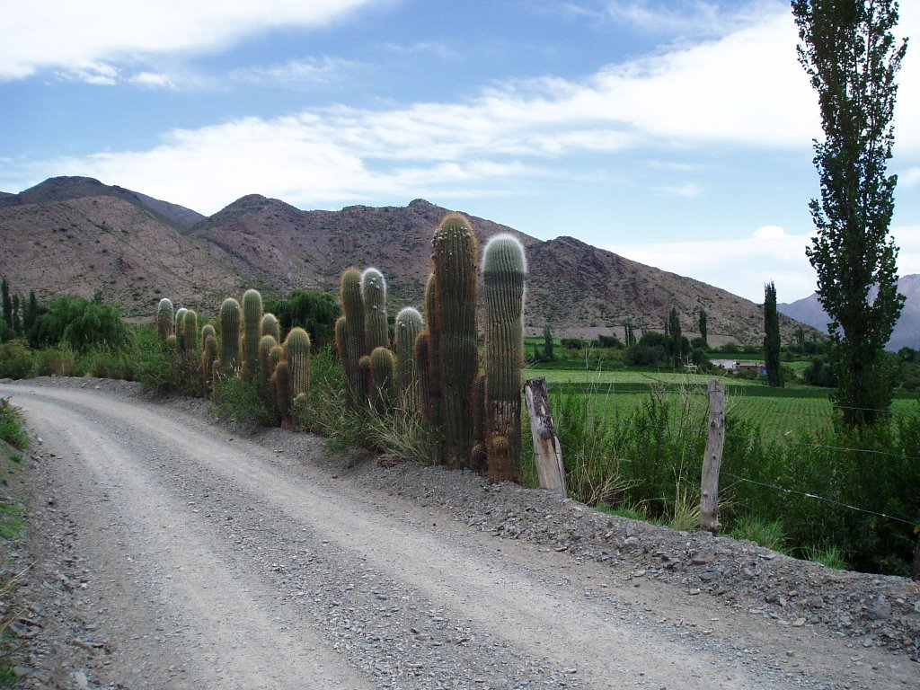 Camino a Cachi Adentro by FerSotelo