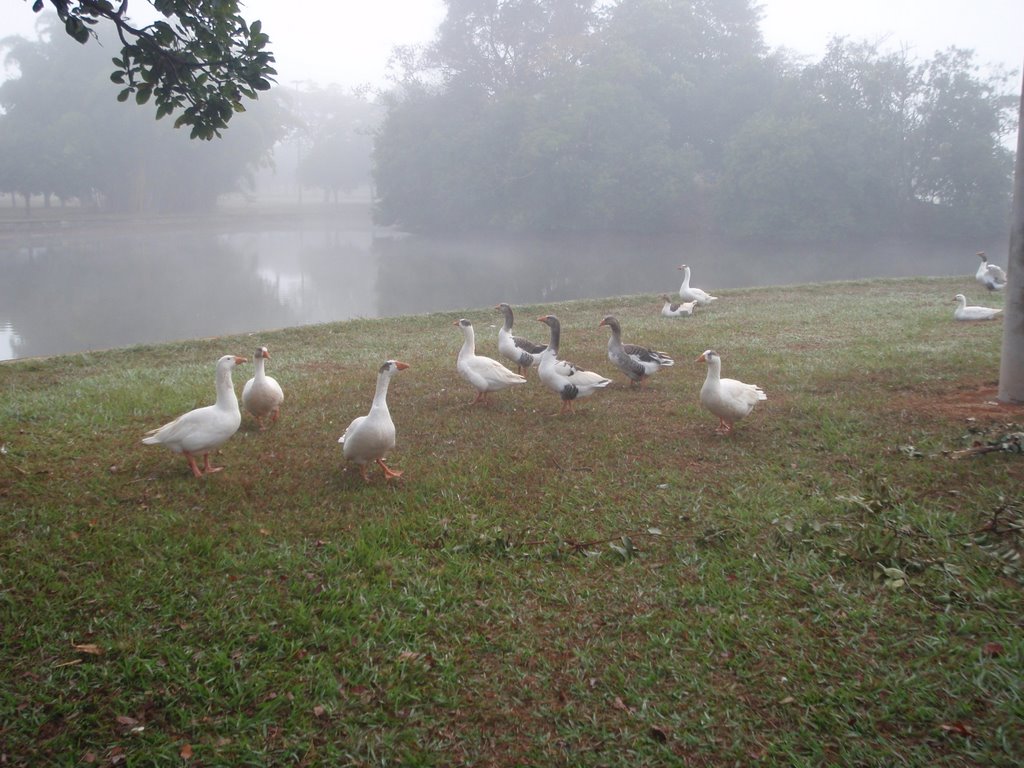 Gansos no Parque da Cidade. Os gansos, marrecos e patos do Parque são uma das principais atrações para os visitantes desse local. by RioPreto