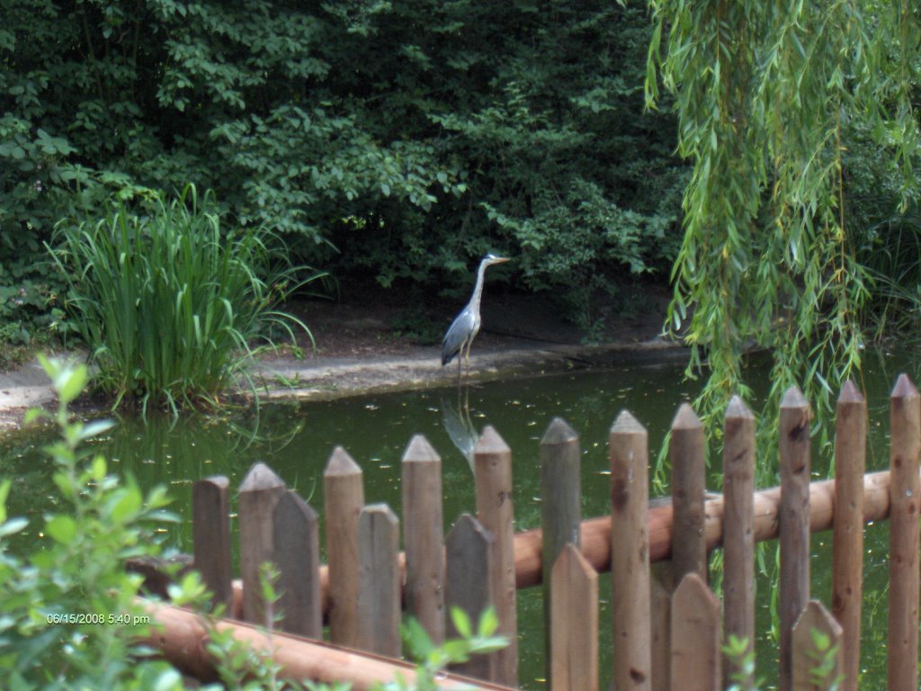 Graureiher in Steinbach am Weiher by korsika-mann