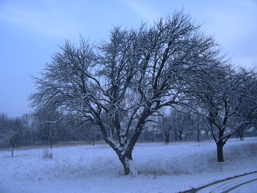 Winter zw. Wöschbach & Wössingen (27.12.2005) by Mat85